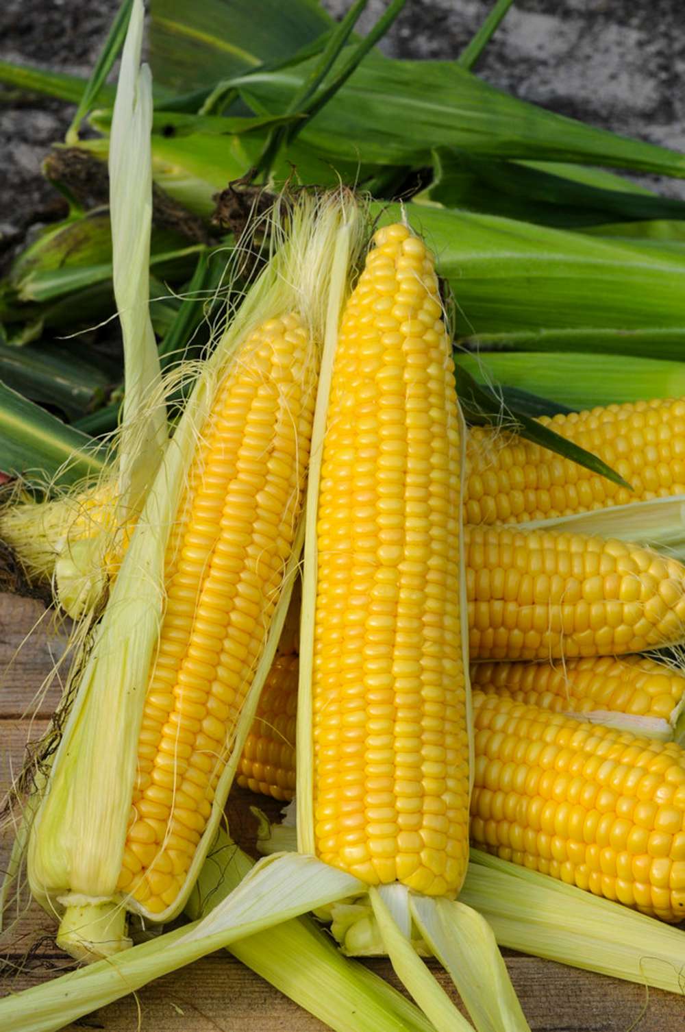 Majs 'Golden Bantam' (BIO frö)